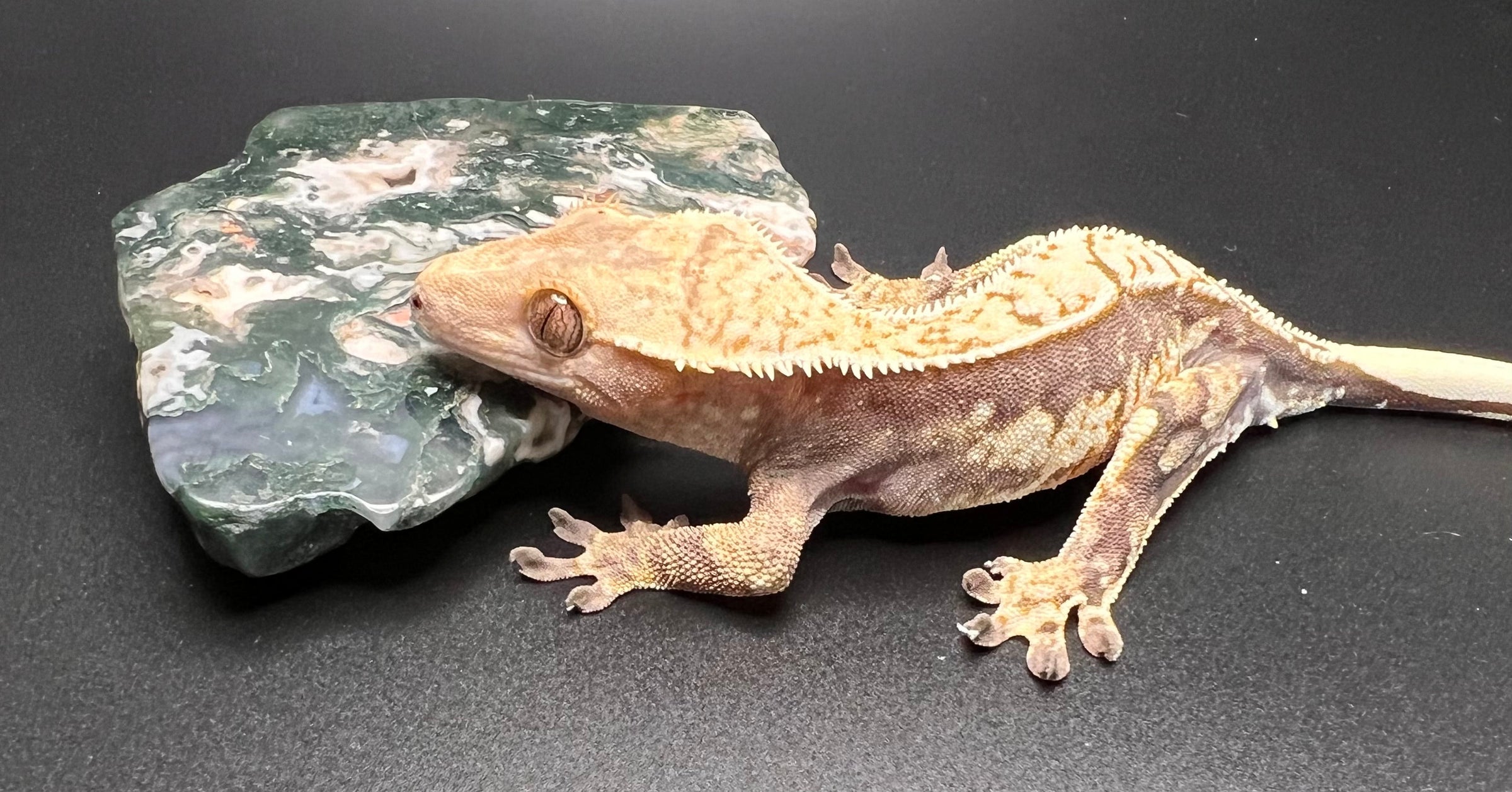 Lavender Crested Gecko